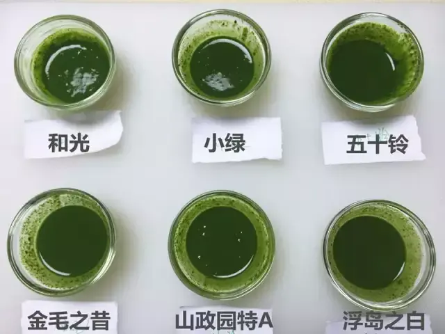 抹茶币价格(抹茶币前景)