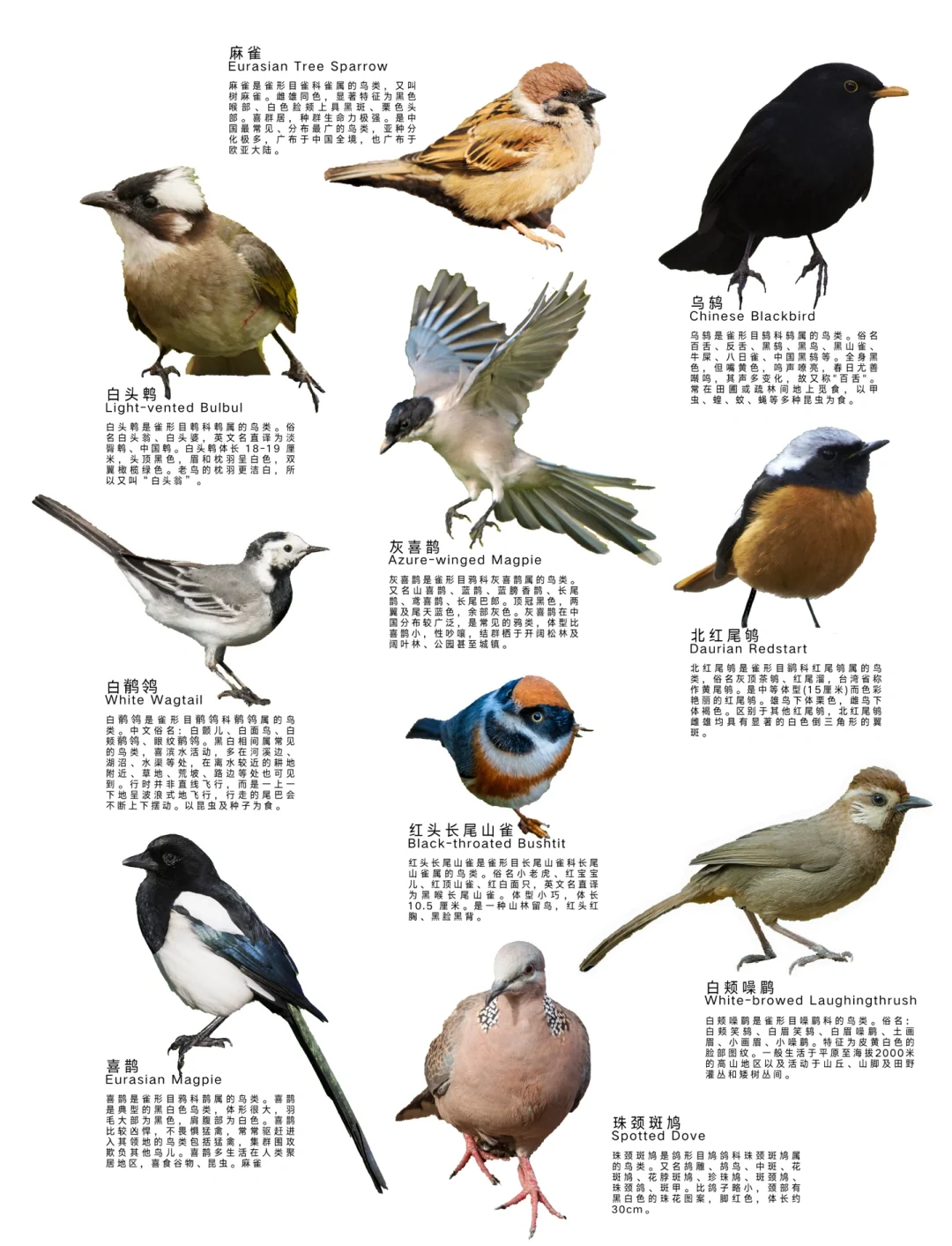 老鸟是什么意思(老鸟儿是什么意思)