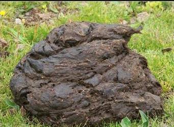 屎币今日行情(屎币今日行情价格)